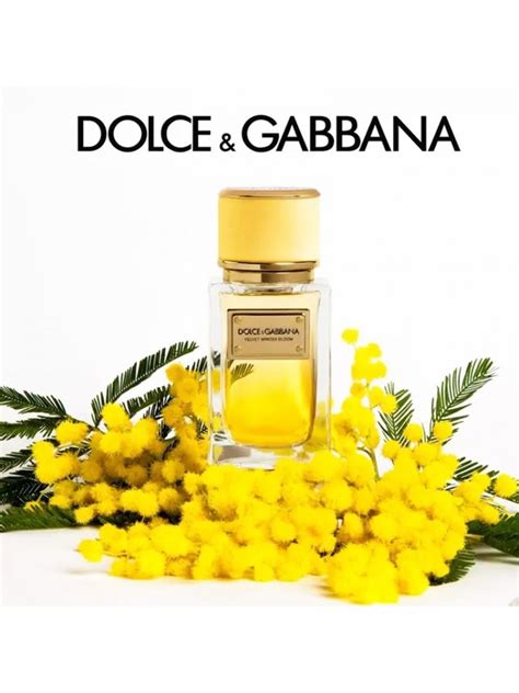 dolce gabbana velvet mimosa bloom|velvet perfume dolce gabbana.